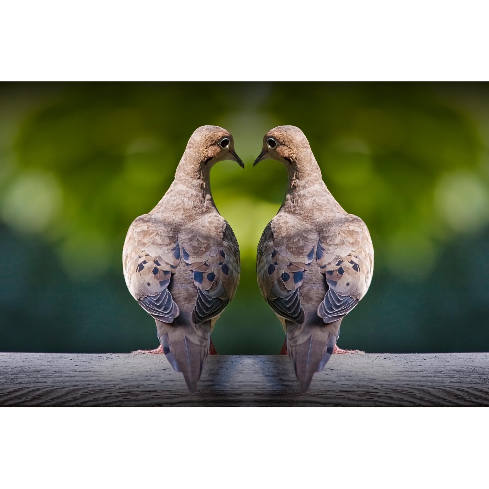 Love Doves Photograph: Valentine Heart Fine Art Print - Etsy