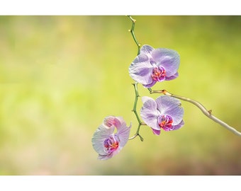 Flower Art of White Blossoms, Contemporary Modern Art Flower Image, Flower Nature Photograph, Home Office Wall Decor, Canvas Wraps