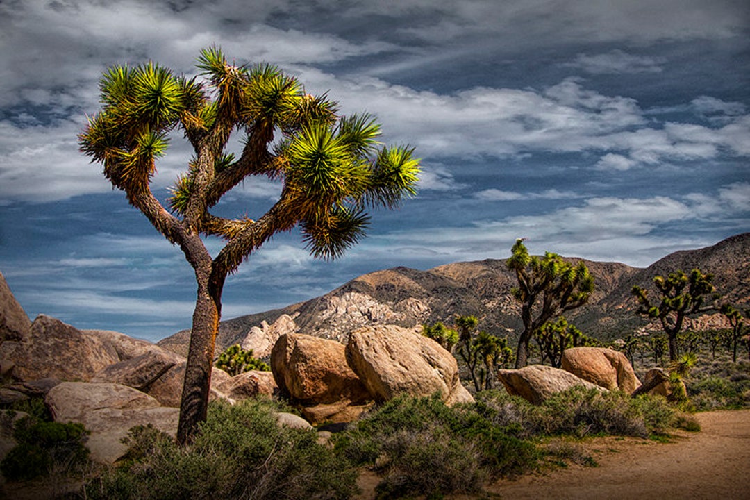 Joshua Tree Mojave Desert Joshua Tree National Park, Mojave Desert,