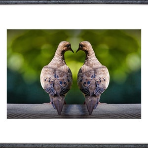 Love Doves, Love Birds, Gift for her, Valentine Heart, Valentines Day, Art print, Valentine Couple, Mourning Doves, Bird Photograph image 2