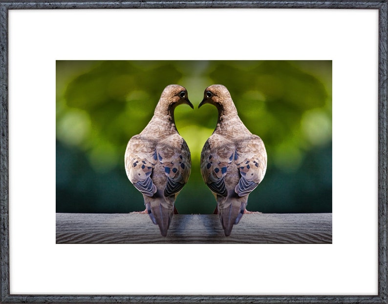 Love Doves, Love Birds, Gift for her, Valentine Heart, Valentines Day, Art print, Valentine Couple, Mourning Doves, Bird Photograph image 2
