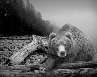 Grizzly Bear Photo, Wildlife Photography, Bear Photo, Some Days You Eat the Bear Some Days the Bear Eats You, Wall Decor, Fine Art, Nature