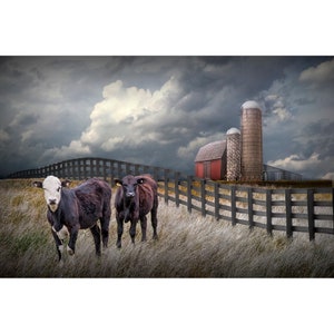 Cattle along a Black Fence in Farm Landscape Wall Decor with Rustic Barn, Agricultural Farmhouse Wall Decor Photograph, Rural Landscape Art image 1