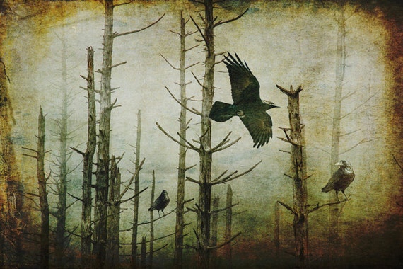 Cuervos negros góticos en la niebla brumosa en un bosque - Etsy México