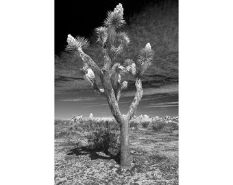 Joshua Tree in Joshua Tree National Park in the Little San Bernardino Mountains in California No.278 A Landscape Black and White Photograph