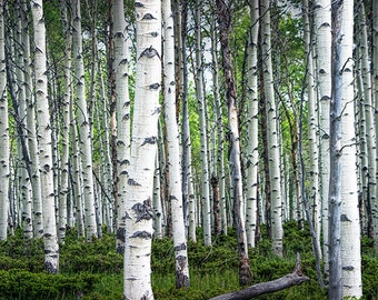 Spring Birch Tree Grove in the Midwest No.0646 - A Landscape Photograph