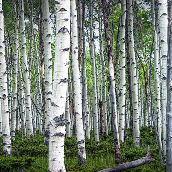 Spring Birch Tree Grove in the Midwest No.0646 - A Landscape Photograph