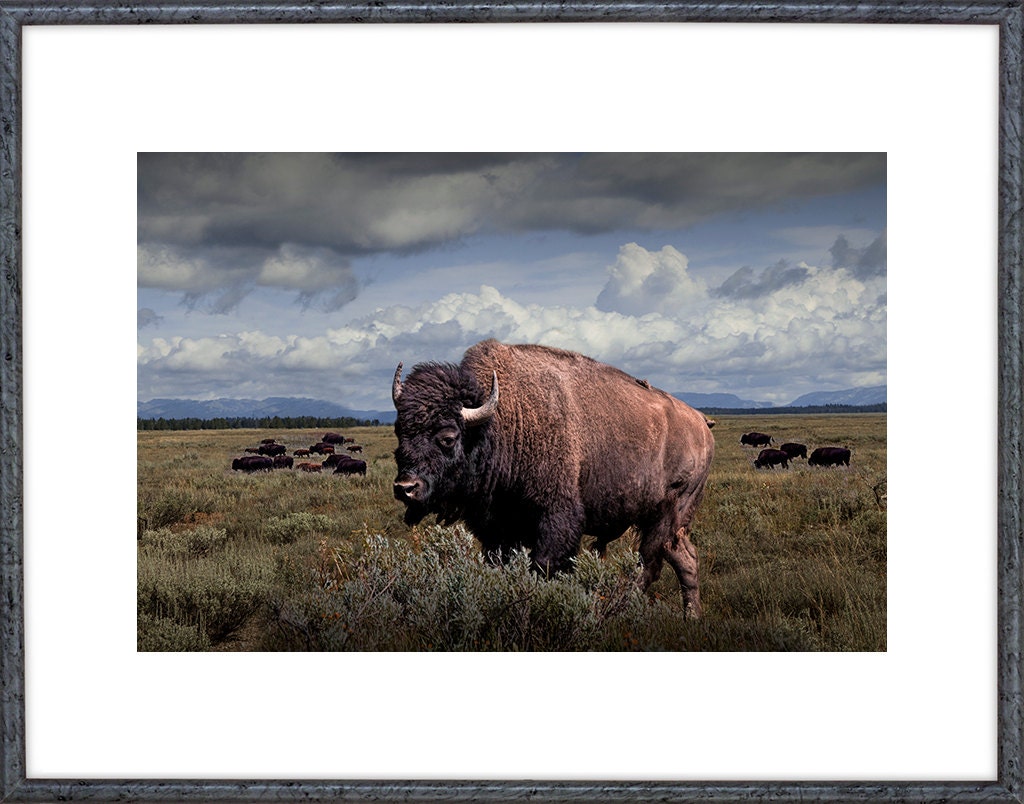 Buffalo Print American Buffalo Bison Art Buffalo Herd | Etsy México