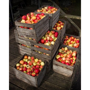 Fall Apples, Apple Photograph, Apple Crates, Cider Press, Bowen&#39;s Mill, Yankee Springs, Michigan Photograph, Wall Decor, Still Life Photo