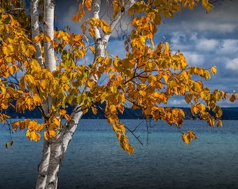 White Birch Tree, Autumn Birch, Fall Orange Leaves, Lake Shore, Crystal Lake, Frankfort Michigan, Fine Art Landscape, Fall Photograph