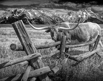 Longhorn Steer, Texas Longhorn, Wooden Fence, Rocky Mountains, Mountain Pasture, Longhorn Cow, Western Landscape, Wyoming, Western Art