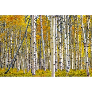 Autumn Birch Tree Grove Panorama: Fall Landscape Fine Art Print