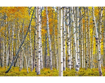 Autumn Birch Tree Grove Panorama: Fall Landscape Fine Art Print