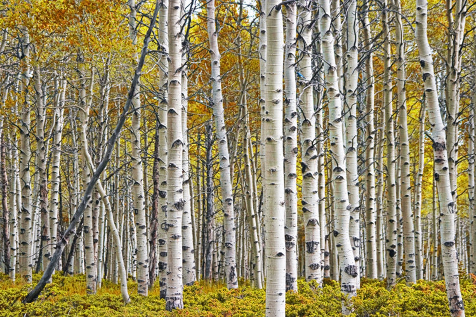 Birch Trees Birch Tree Grove Woods Panorama Yellow Autumn Etsy