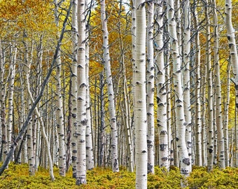 Birch Tree Woods Panorama with Yellow Autumn Leaves, Birch Tree Grove Fall Landscape, Aspen Tree Wall Decor, Nature Photo Print Canvas Wraps