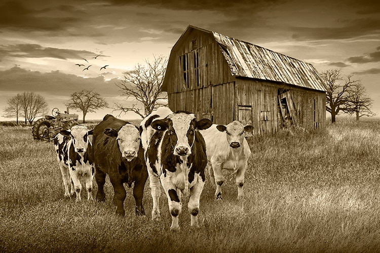 Broderie vintage scène de ferme : oeuvre de broderie