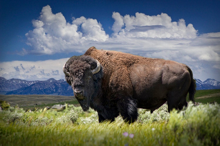 offentlig Atomisk strand American Buffalo Yellowstone Bison Yellowstone National | Etsy