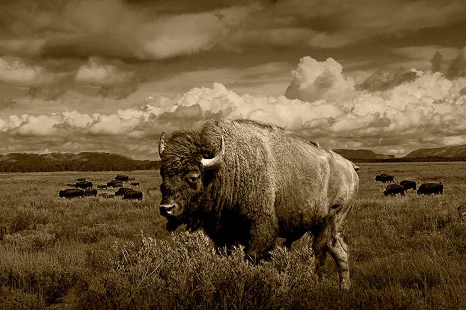 Backpage Com Buffalo