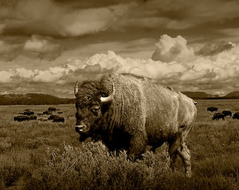 Western Buffalo, American Bison, Sepia Tone, Grand Tetons, National Park, Wyoming Photograph, Wildlife Landscape, Animal Photograph