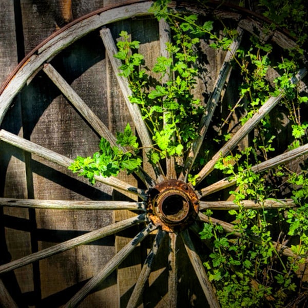 Fotografía de rueda de carreta: Rueda de madera rústica, vides verdes, arte natural de Ontario