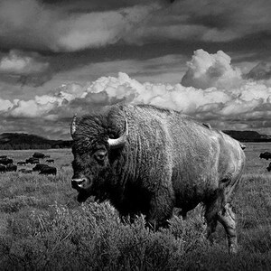 May include: A black and white photograph of a large bison standing in a field with a herd of bison in the background. The bison is facing the camera and has a cloudy sky behind it.