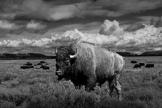 American Buffalo Art Print: Teton National Park Wildlife Photograph