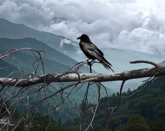 Black Raven in the Smoky Mountains, Common Raven, Crow Black Bird, Bird Photography, Nature Photograph, The Smokies, Gothic Black Crow