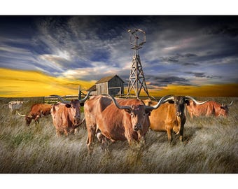 Texas Longhorn Cattle Sunset Print: Rustic Ranch Landscape Photo