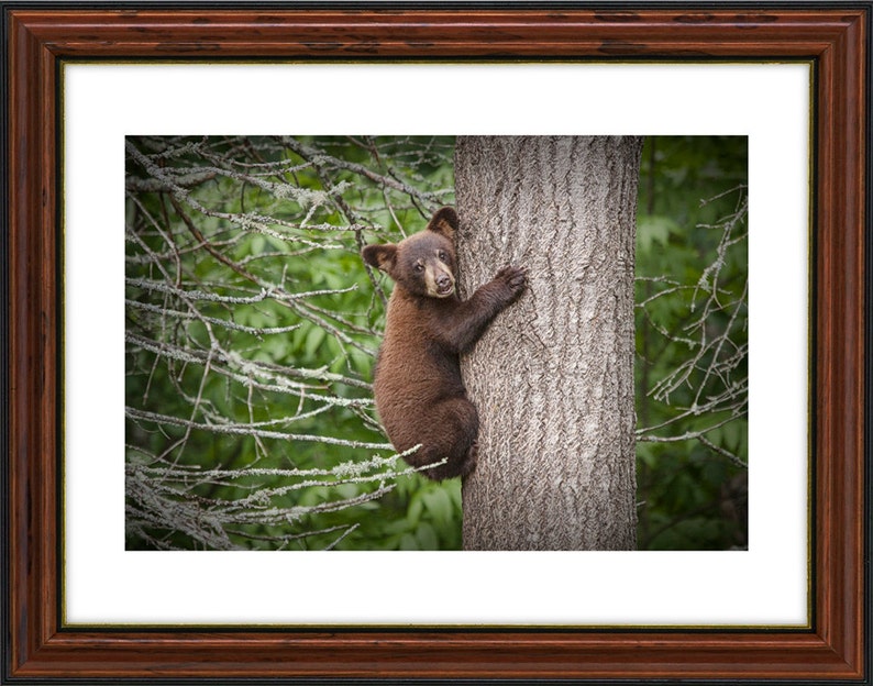 Black Bear Cub, Bear Cub, Black Bear, Bear climbing, Tree Trunk, Minnesota Woods, Vince Shute, Wildlife Sanctuary, Wildlife Photograph image 2