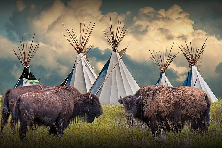 American Buffalo Bison Herd Tribu India Teepee Village | Etsy México