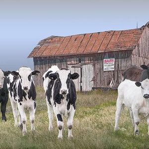 Cattle in a Pasture by Barn for Sale, Rustic Farmhouse Decor, Dairy Farm, Agricultural Photograph, Cow Pasture, Michigan Landscape, Fine Art