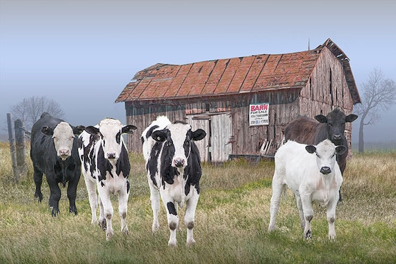 Cattle In A Pasture By Barn For Sale Rustic Farmhouse Decor Etsy
