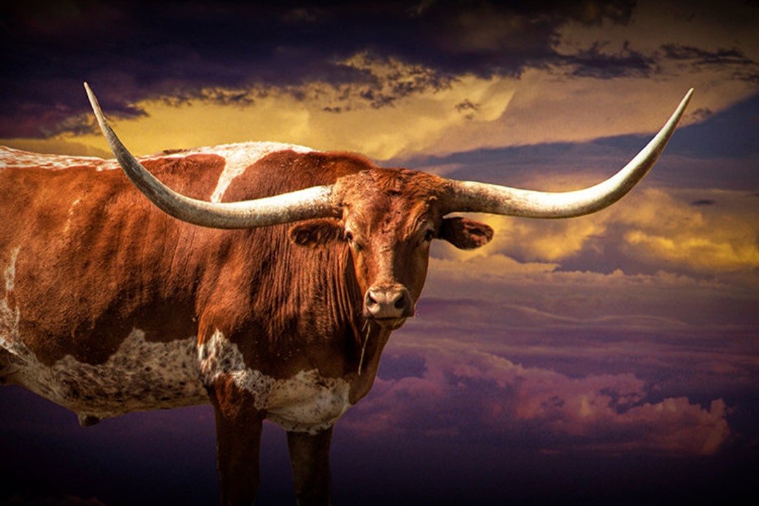 Texas Longhorn, Longhorn Steer, Western Sunset, Cattle Drive, Cattle