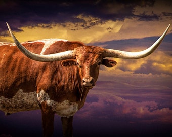 Texas Longhorn, Longhorn Steer, Western Sunset, Cattle Drive, Cattle Range, Brown Cow, Cowboy Art, Fine Art, Western Art, Animal Photograph