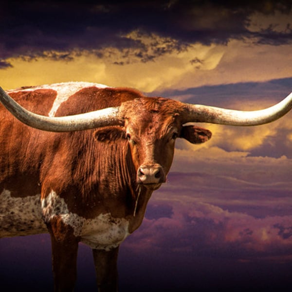 Longhorn Cattle Etsy Longhorn Cattle Etsy