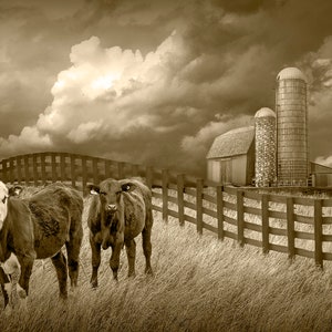 Cattle along a Black Fence in Farm Landscape Wall Decor with Rustic Barn, Agricultural Farmhouse Wall Decor Photograph, Rural Landscape Art image 8