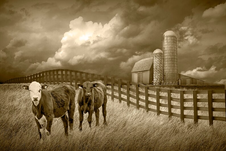 Cattle along a Black Fence in Farm Landscape Wall Decor with Rustic Barn, Agricultural Farmhouse Wall Decor Photograph, Rural Landscape Art image 8
