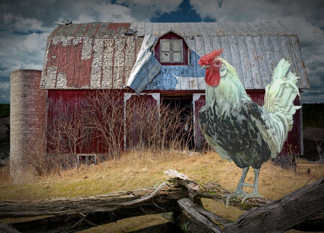 Rooster Chicken Farmhouse Wall Decor, Red Barn Farm Artwork, Farm