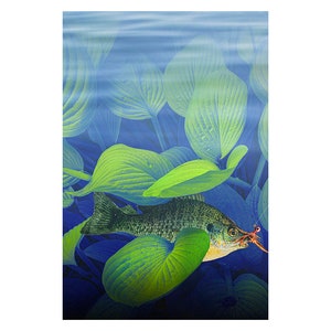 Bluegill Sunfish hooked with a jig lure underwater among green leaf foliage, A Fine Art Photograph, Great Wall Decor Fish Print