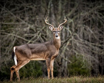 White Tail Deer, Buck with Antlers, Deer Hunting, Big Game, Cade's Cove, Smoky Mountains, National Park, Wildlife Art, Nature Photograph.