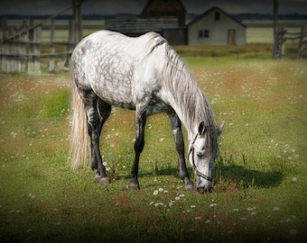 White Horse, Horse Photography, Horse Grazing, Horse Pasture, Spring Wildflowers, Michigan Photography, Fine Art, Equestrian Photography