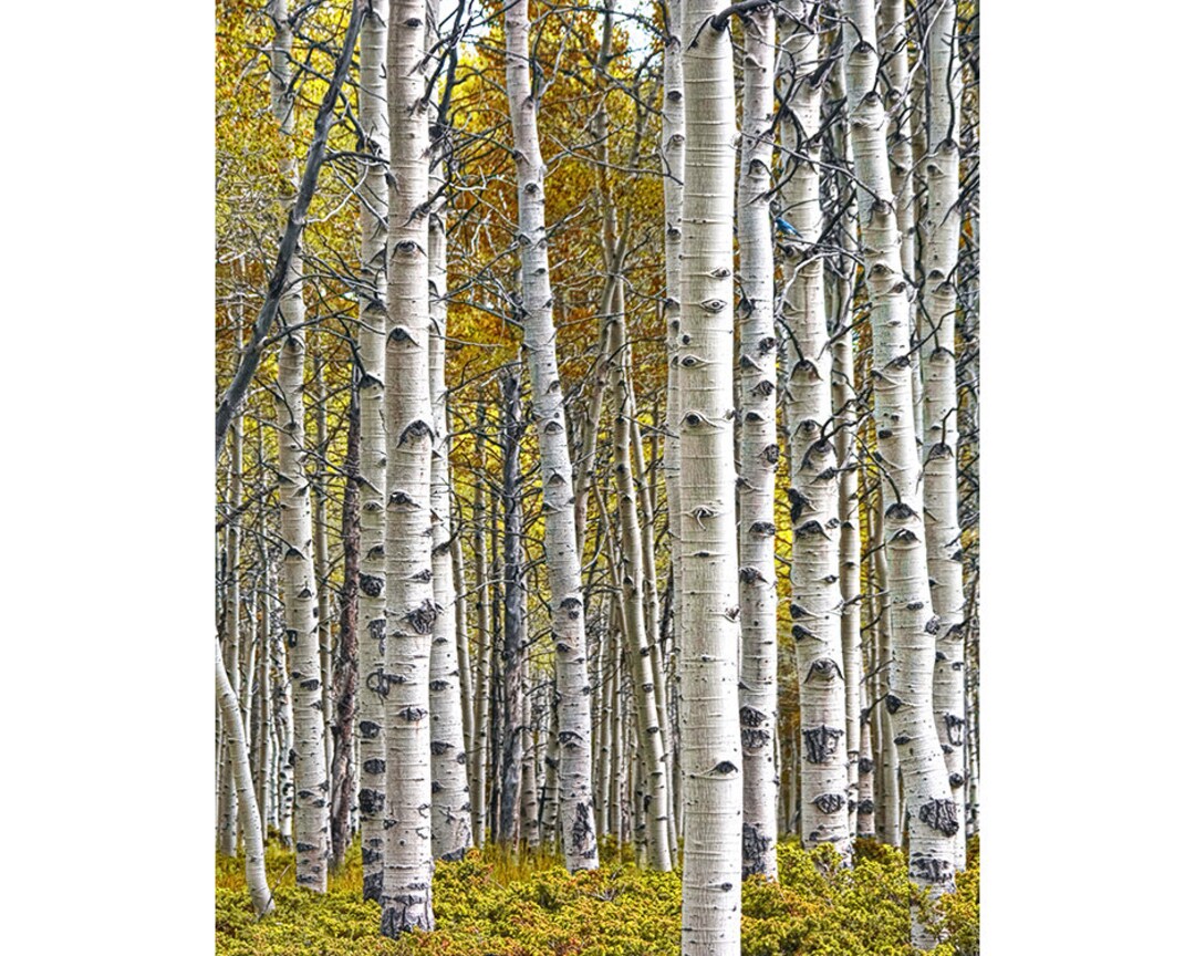 Autumn Birch Tree Grove Panorama: Vertical Fall Landscape
