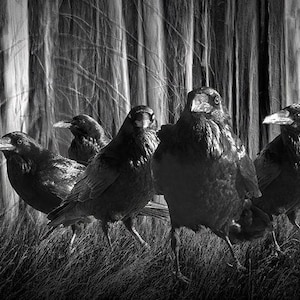 Murder of Crows by Forest Trees Wall Decor Art, Gothic Woods Art, Flock of Black Crows,  Flock of Ravens, Surreal Bird Fantasy Room Decor
