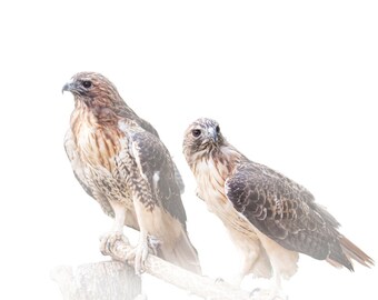 Red-tail Hawks, Birds of Prey, against a White Background, High Key Version, Fine Art Minimalist, Bird Nature Photograph, Wall Decor Print