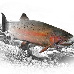 Steelhead Trout Fine Art Print: Rocky Stream, Fall Spawning Season