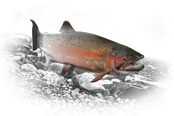 Steelhead Trout, Rainbow Trout, Fish Art, Migrating Fish, Rocky Stream Bed,  Fall Spawning Season, Angling Art, Fine Art, Nature Illustration -   Canada