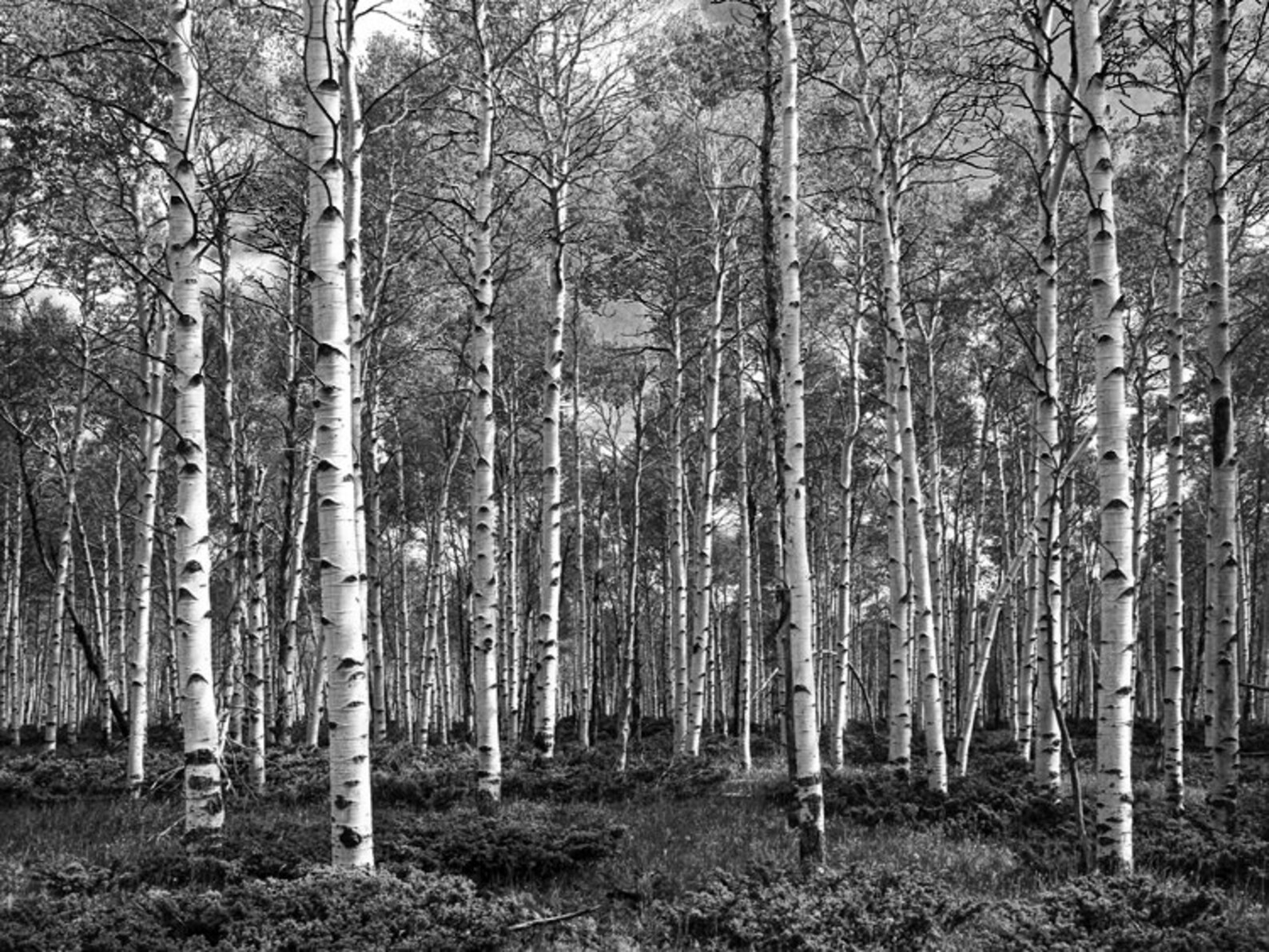 White Birch Grove White Birch Trees Aspen Tree Forest Etsy