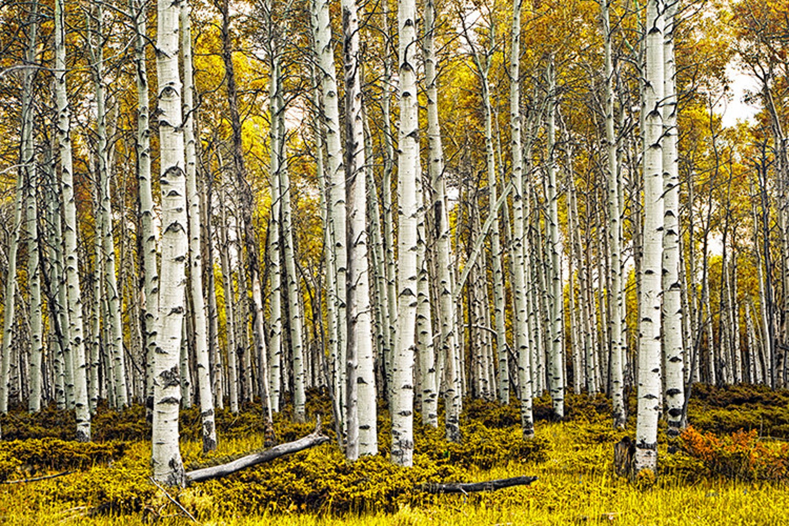 Birch grove. Березовая роща в тундре. Березовый лес. Березовая роща панорама. Березовый лес панорама.