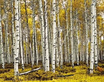 Birch Tree Forest, Tree Panorama, Birch Trees, White Birch, Birch Wall Decor, Aspen Trees, Autumn Trees, Fall Landscape, Tree Photography