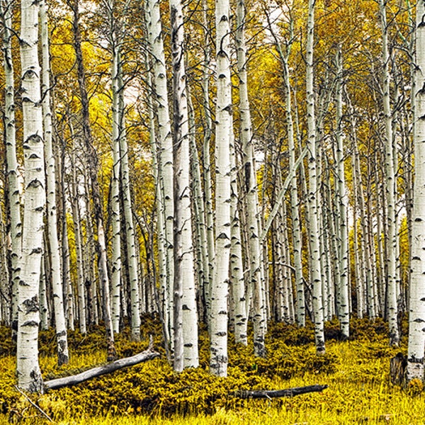 Birch Tree Forest, Tree Panorama, Birch Trees, White Birch, Birch Wall Decor, Aspen Trees, Autumn Trees, Fall Landscape, Tree Photography